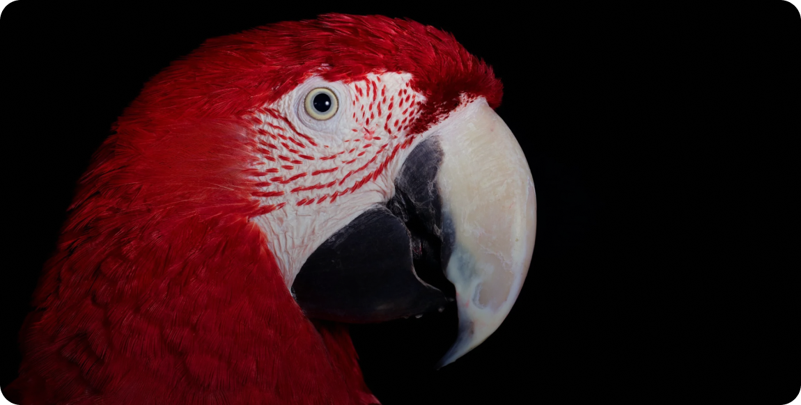 parrot__gallery